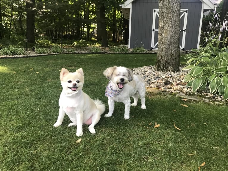 Vivien, a Pomeranian tested with EmbarkVet.com