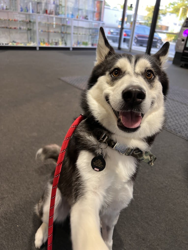 Zulia, a Siberian Husky and Chow Chow mix tested with EmbarkVet.com