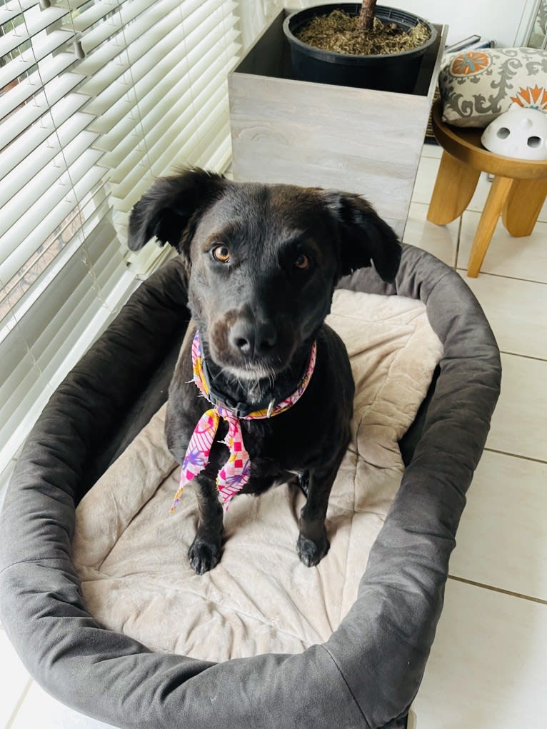 Luna, a Border Collie and Catahoula Leopard Dog mix tested with EmbarkVet.com