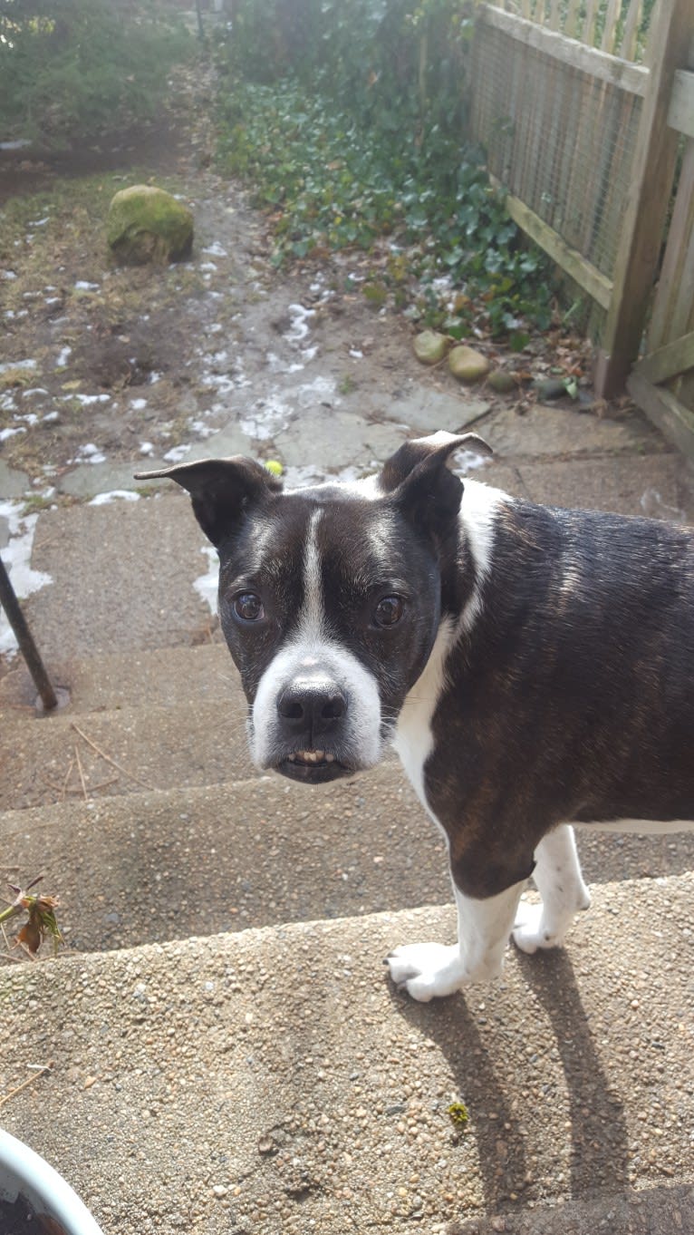 Louie Bean, a Boston Terrier and Rat Terrier mix tested with EmbarkVet.com