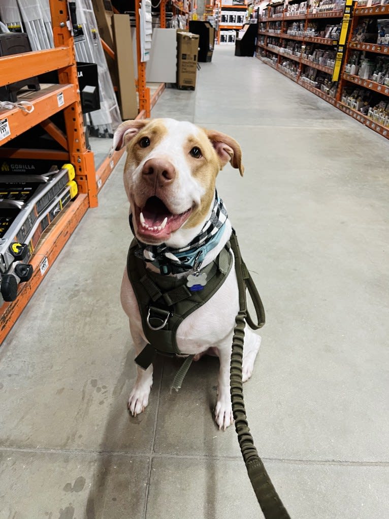 Casper, an American Pit Bull Terrier and Labrador Retriever mix tested with EmbarkVet.com