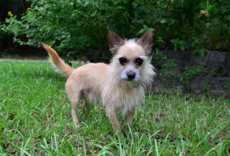 Ozzy, a Chihuahua and Maltese mix tested with EmbarkVet.com