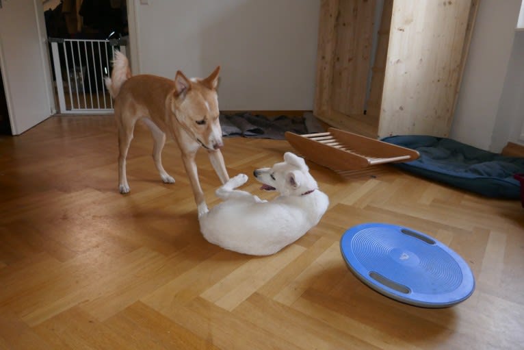 Abbie, a Canaan Dog tested with EmbarkVet.com