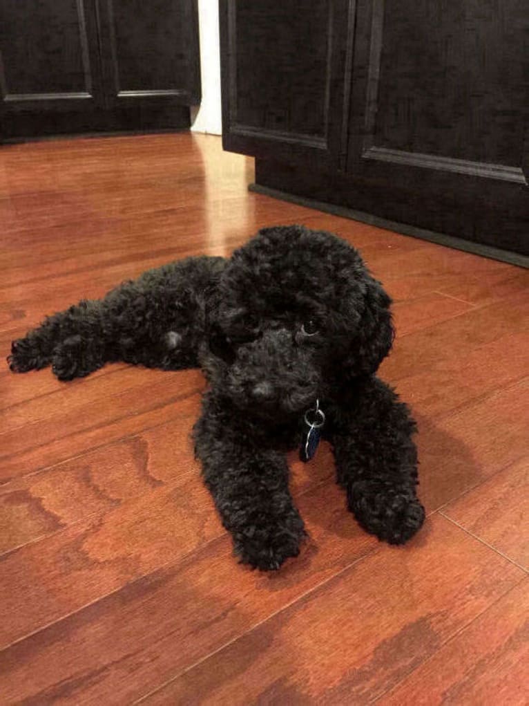 Teddy, a Poodle (Small) tested with EmbarkVet.com