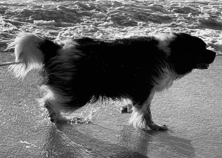 Huey, a Newfoundland tested with EmbarkVet.com