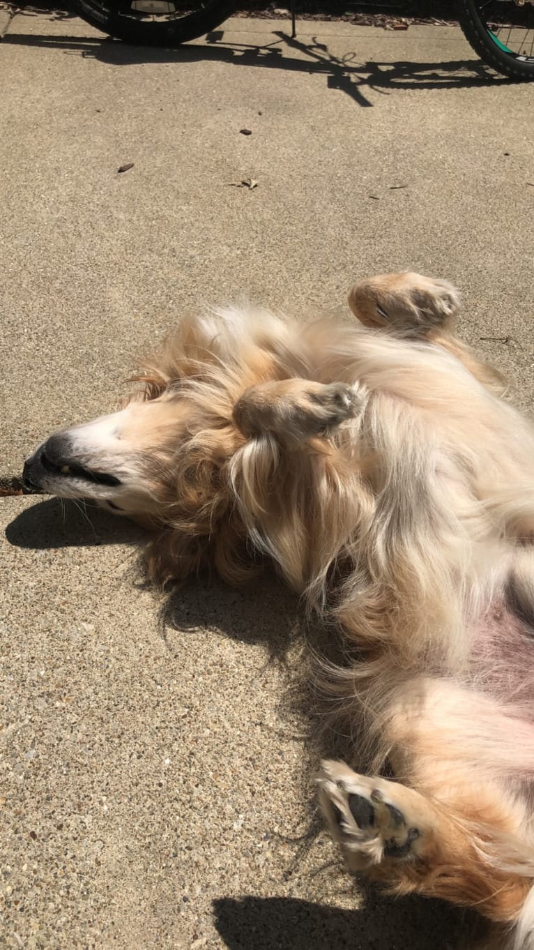 Jericho, a Golden Retriever and Shih Tzu mix tested with EmbarkVet.com