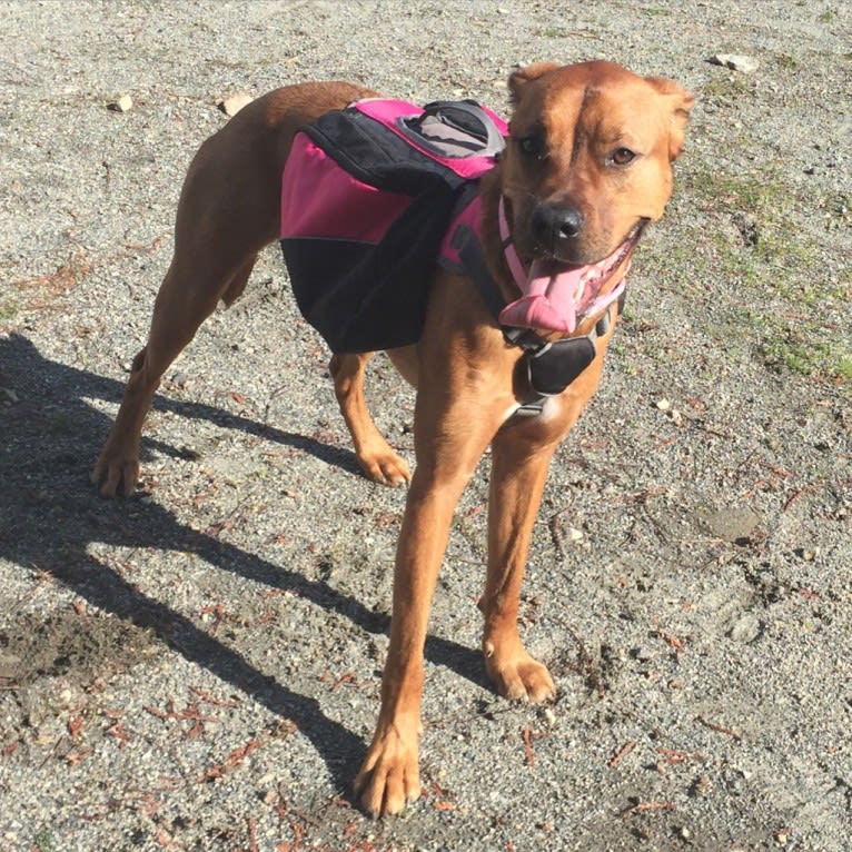 Lexi, a Boxer and Rottweiler mix tested with EmbarkVet.com