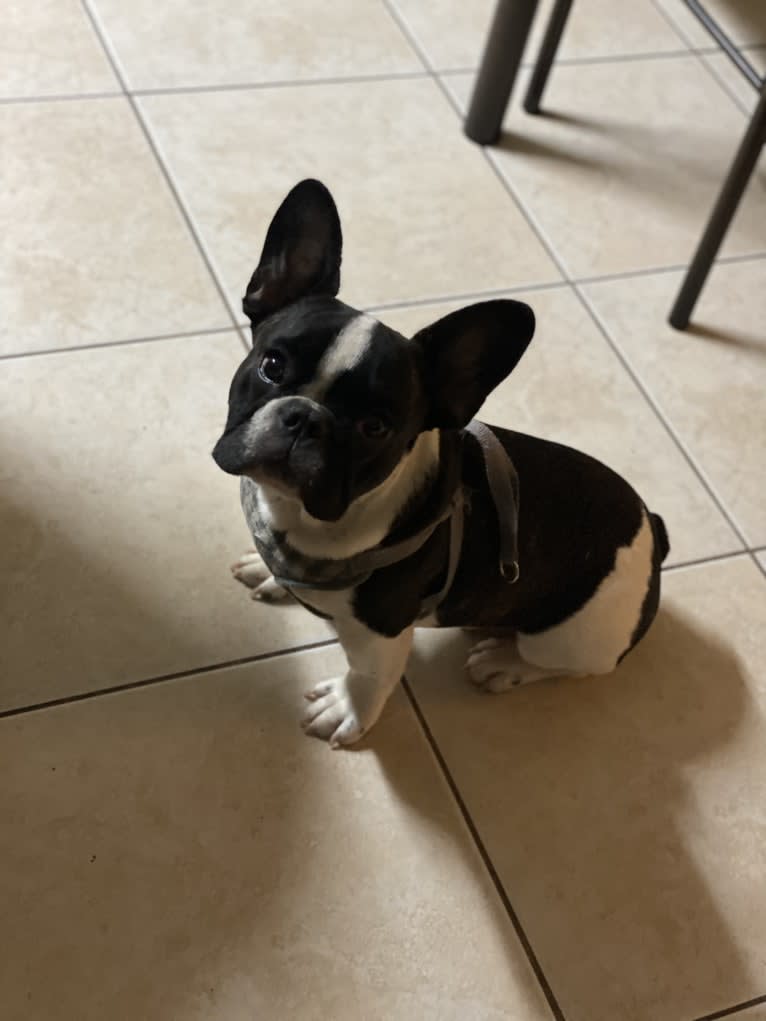 Winston, a French Bulldog tested with EmbarkVet.com
