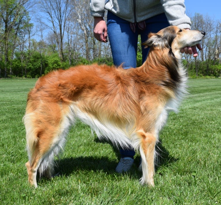 Flynn, a Silken Windhound tested with EmbarkVet.com