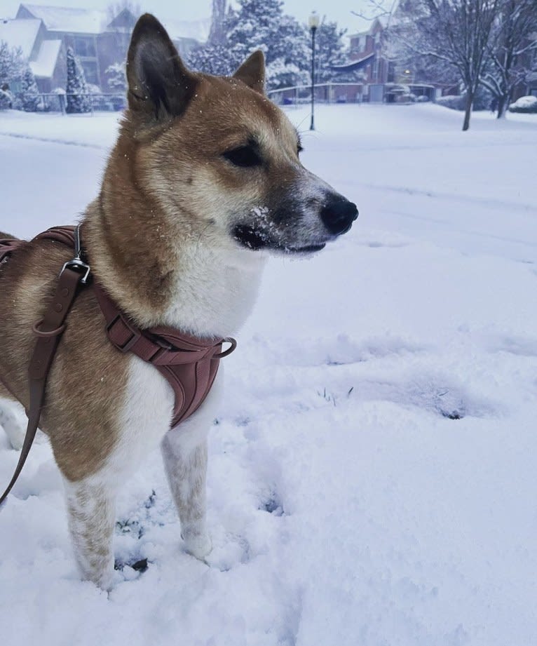 Logan, a Shiba Inu tested with EmbarkVet.com