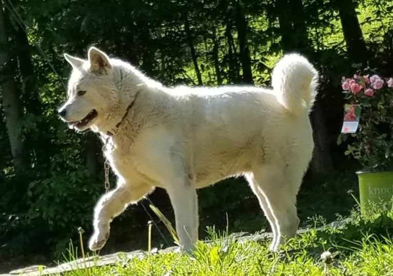 Arya, an Akita tested with EmbarkVet.com