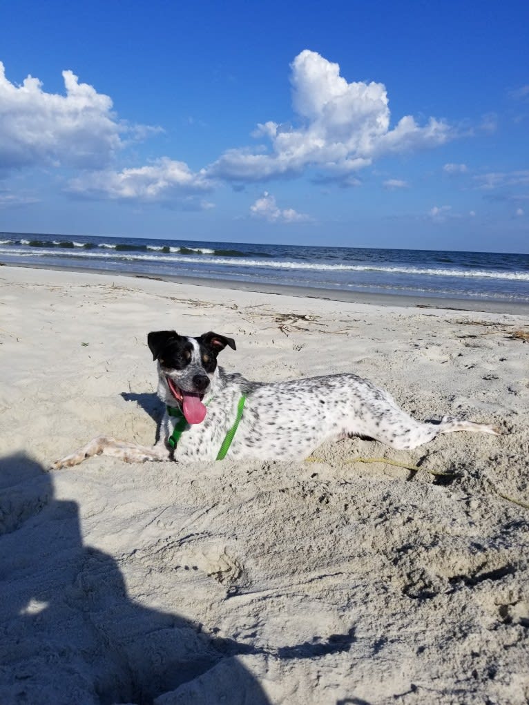 Bear, an American Village Dog tested with EmbarkVet.com