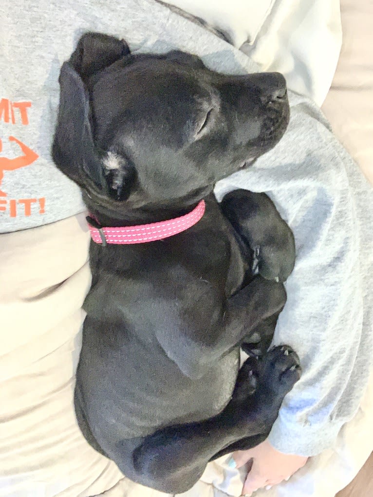 Kaya, a Weimaraner and Labrador Retriever mix tested with EmbarkVet.com