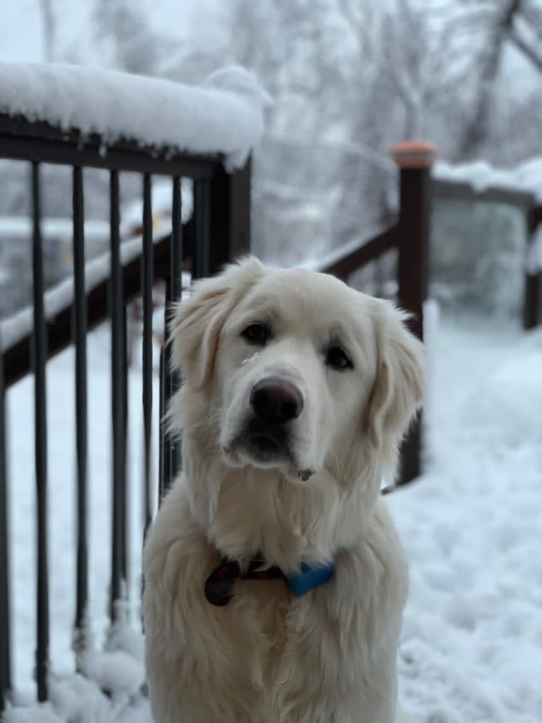 Blue, a Great Pyrenees and Labrador Retriever mix tested with EmbarkVet.com