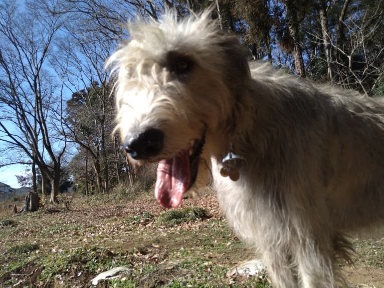 Mouton, an Irish Wolfhound tested with EmbarkVet.com