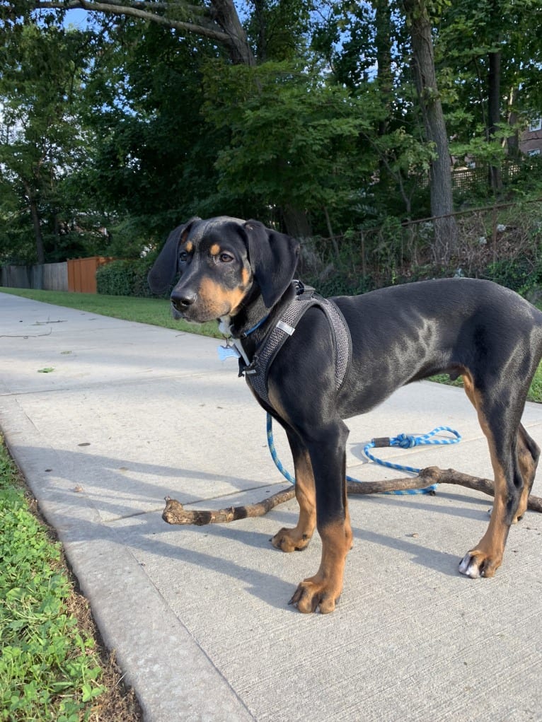 Andy, a Treeing Walker Coonhound and Redbone Coonhound mix tested with EmbarkVet.com