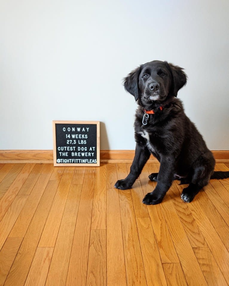 Conway, a Golden Retriever and Great Pyrenees mix tested with EmbarkVet.com