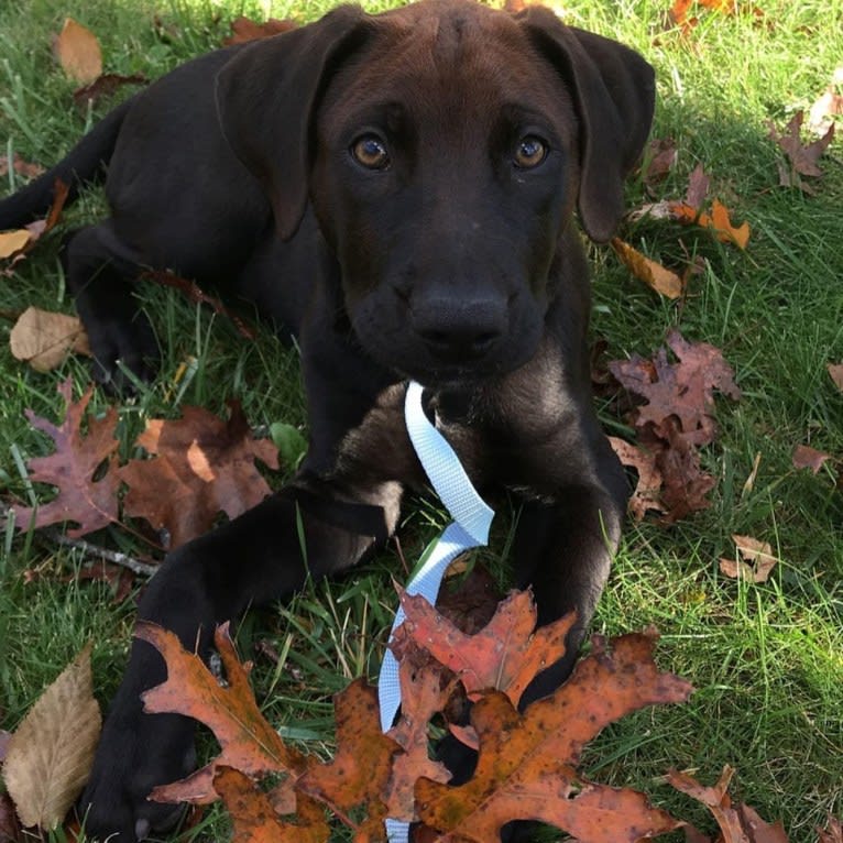 Finn, an American Pit Bull Terrier and Labrador Retriever mix tested with EmbarkVet.com