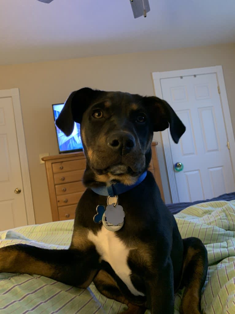 Photo of Jack, an American Pit Bull Terrier, Boxer, and Mixed mix