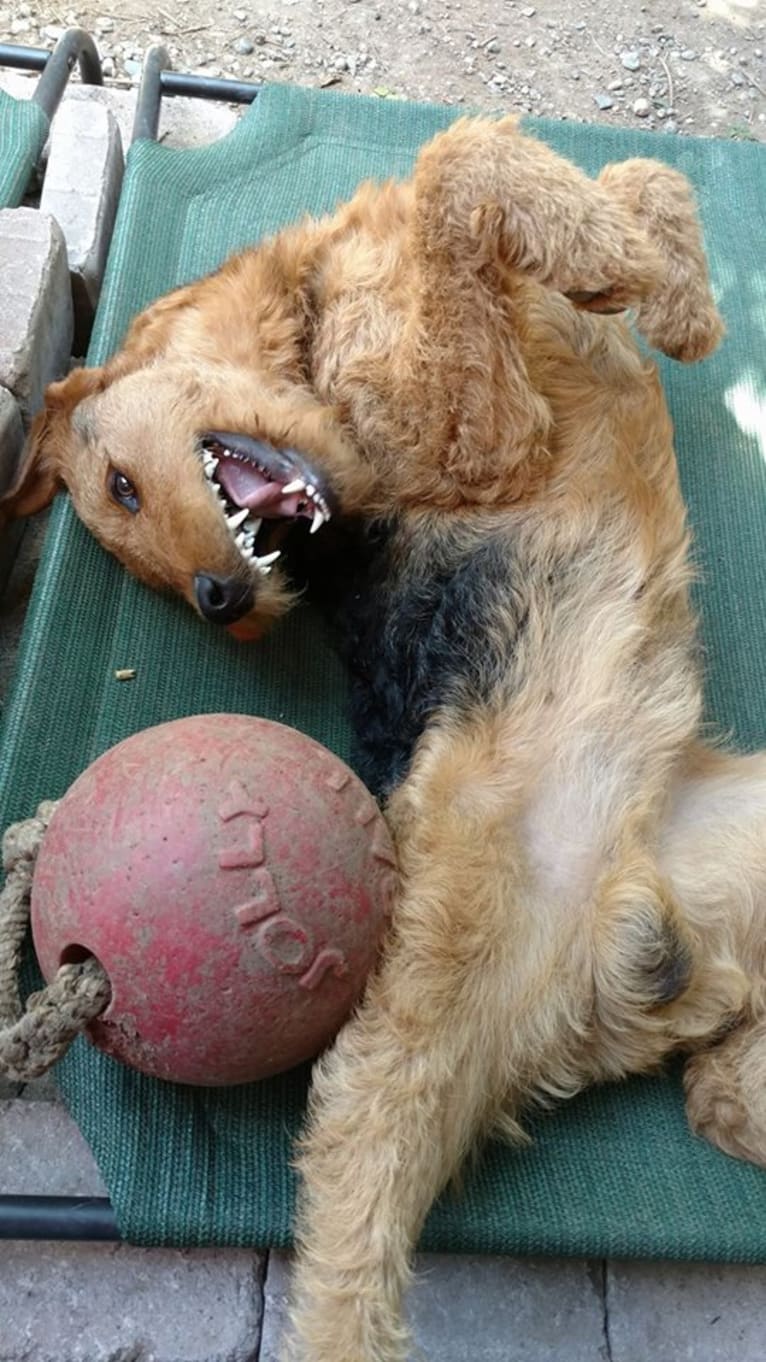 Kratos, an Airedale Terrier tested with EmbarkVet.com