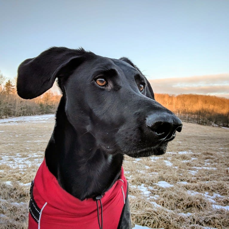 Buddy, a Treeing Walker Coonhound and German Shepherd Dog mix tested with EmbarkVet.com