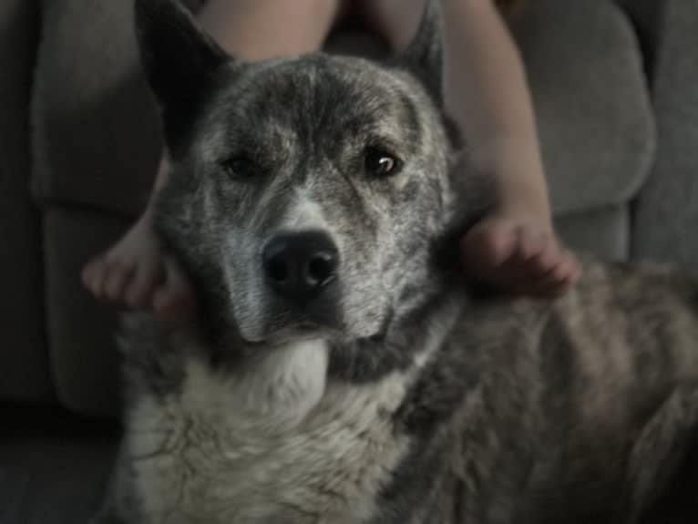 Huginn, a Siberian Husky and American Pit Bull Terrier mix tested with EmbarkVet.com