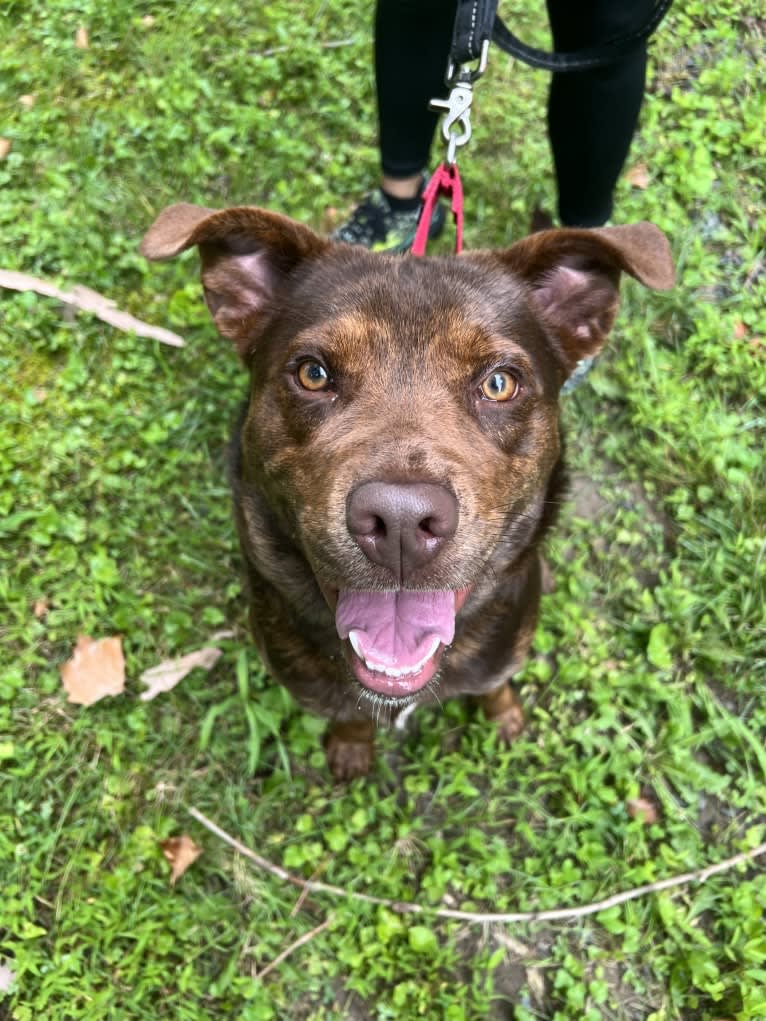 Bear, an American Pit Bull Terrier and Labrador Retriever mix tested with EmbarkVet.com