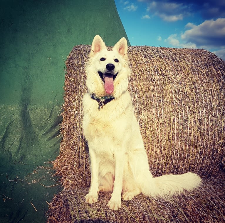 Tinkabell, a White Shepherd tested with EmbarkVet.com