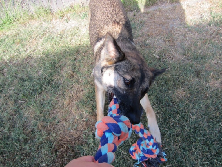Halo, a Belgian Malinois and Siberian Husky mix tested with EmbarkVet.com