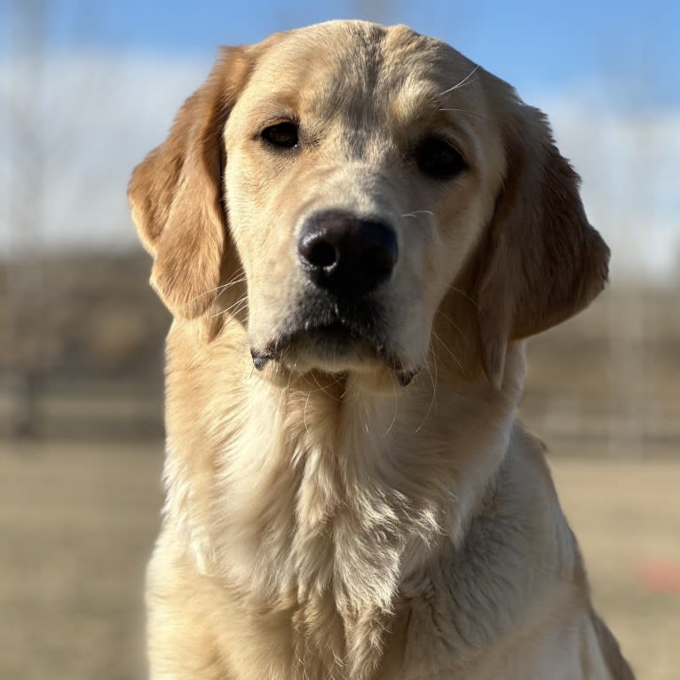 JACKIE, a Golden Retriever tested with EmbarkVet.com