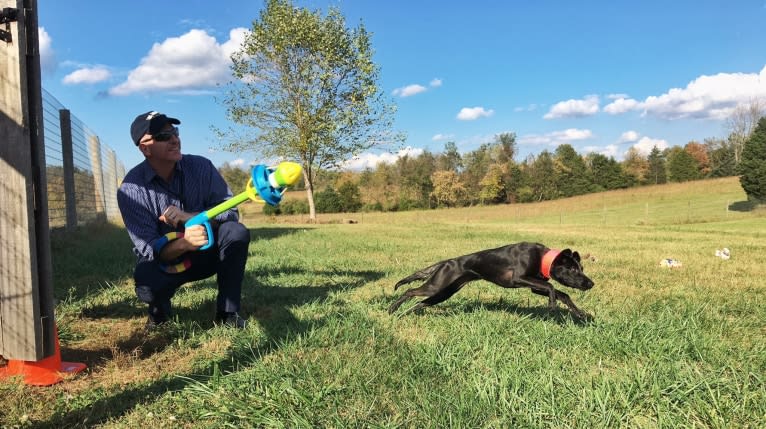 Pippy, a Boxer and German Shepherd Dog mix tested with EmbarkVet.com