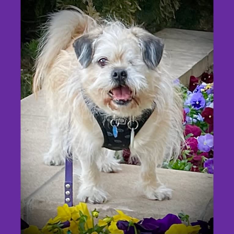 Winston, a Pugapoo tested with EmbarkVet.com