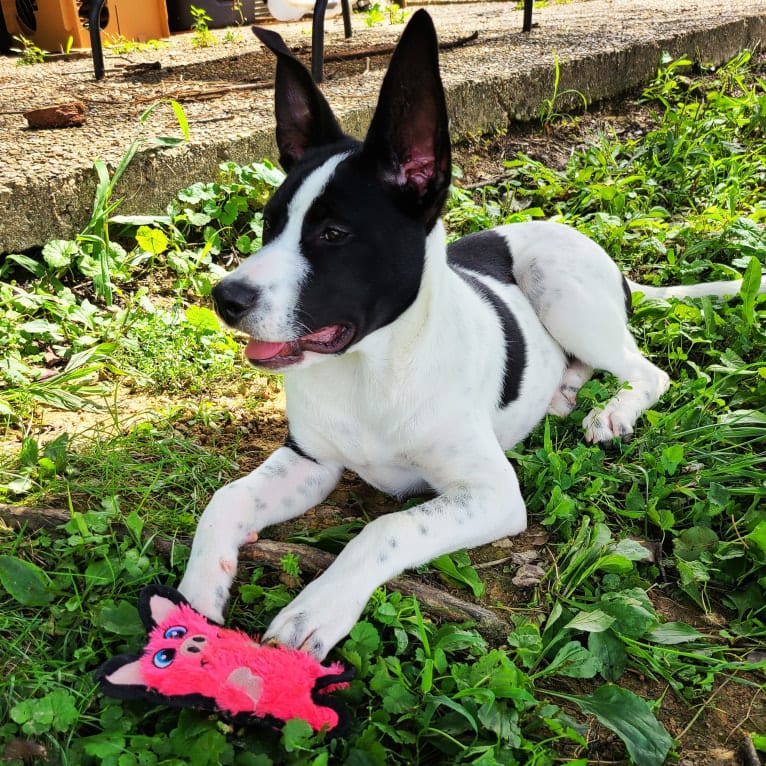 Maverick, a Siberian Husky and Australian Cattle Dog mix tested with EmbarkVet.com