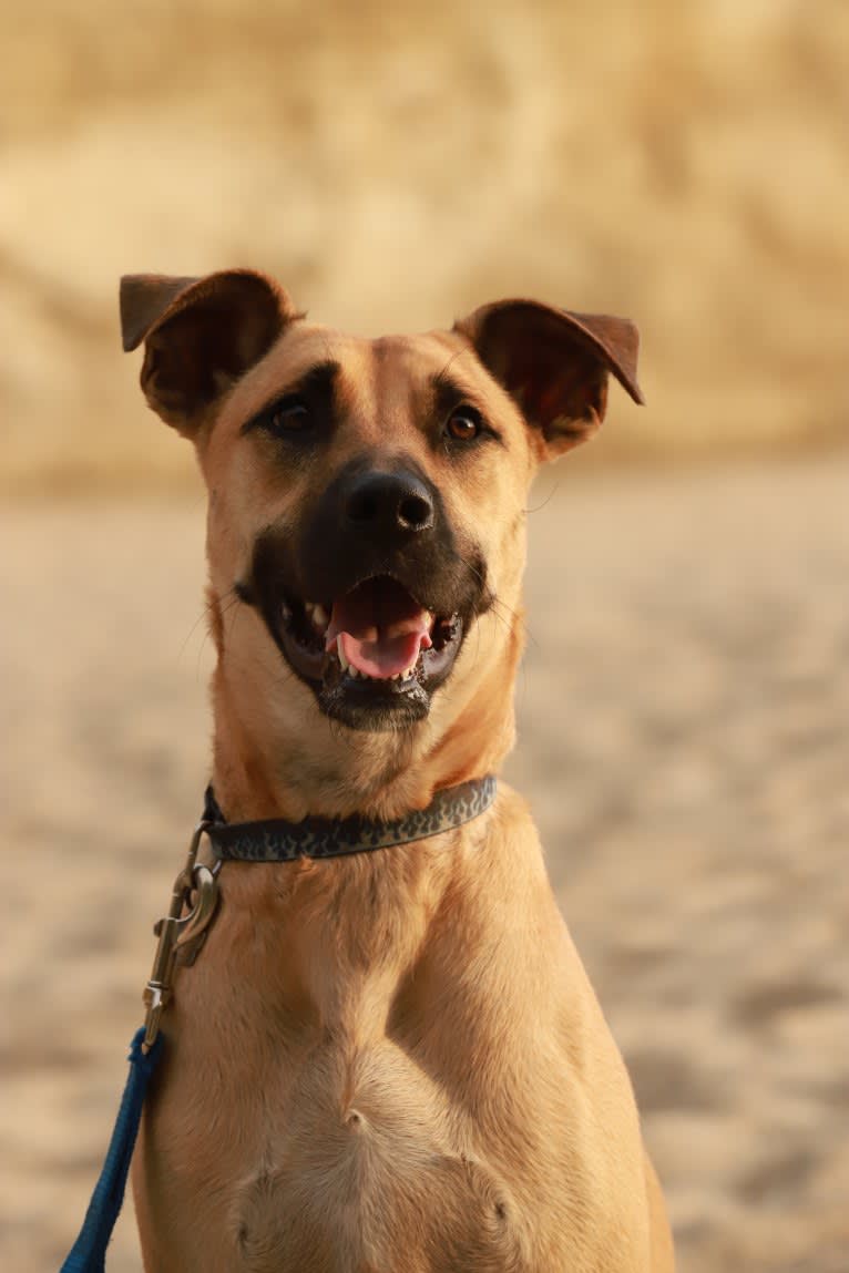 CODY, a Staffordshire Terrier and Chow Chow mix tested with EmbarkVet.com