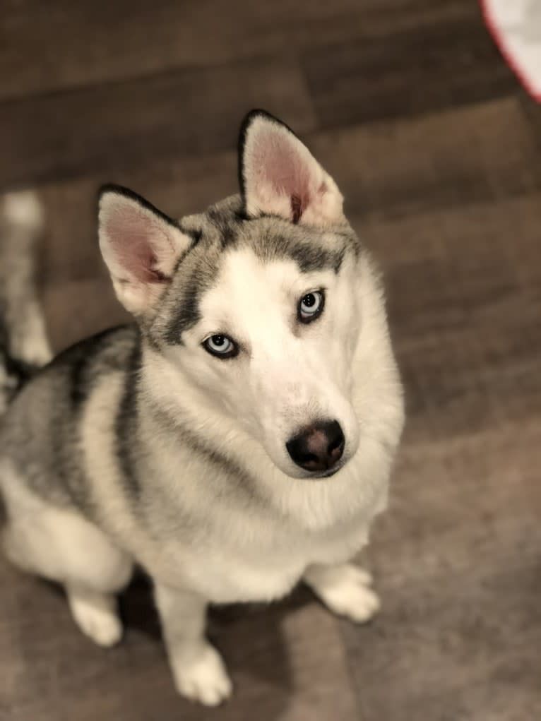 Sadie, a Siberian Husky tested with EmbarkVet.com