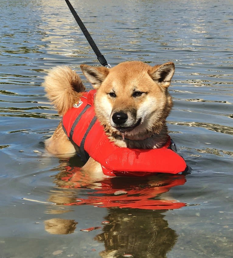 Ricky, a Shiba Inu tested with EmbarkVet.com