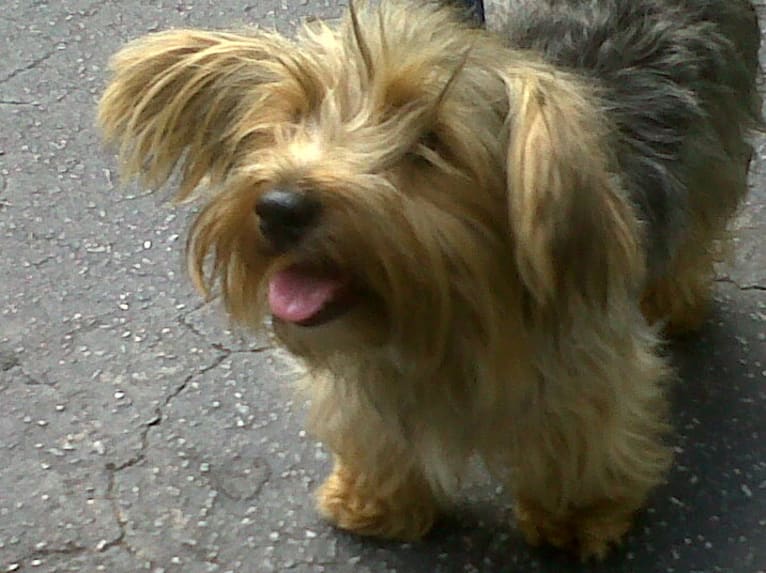 Roosevelt, a Biewer Terrier and Yorkshire Terrier mix tested with EmbarkVet.com