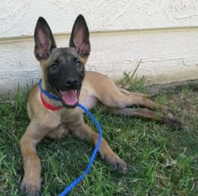 Dottie von Vogeley, a Belgian Shepherd tested with EmbarkVet.com