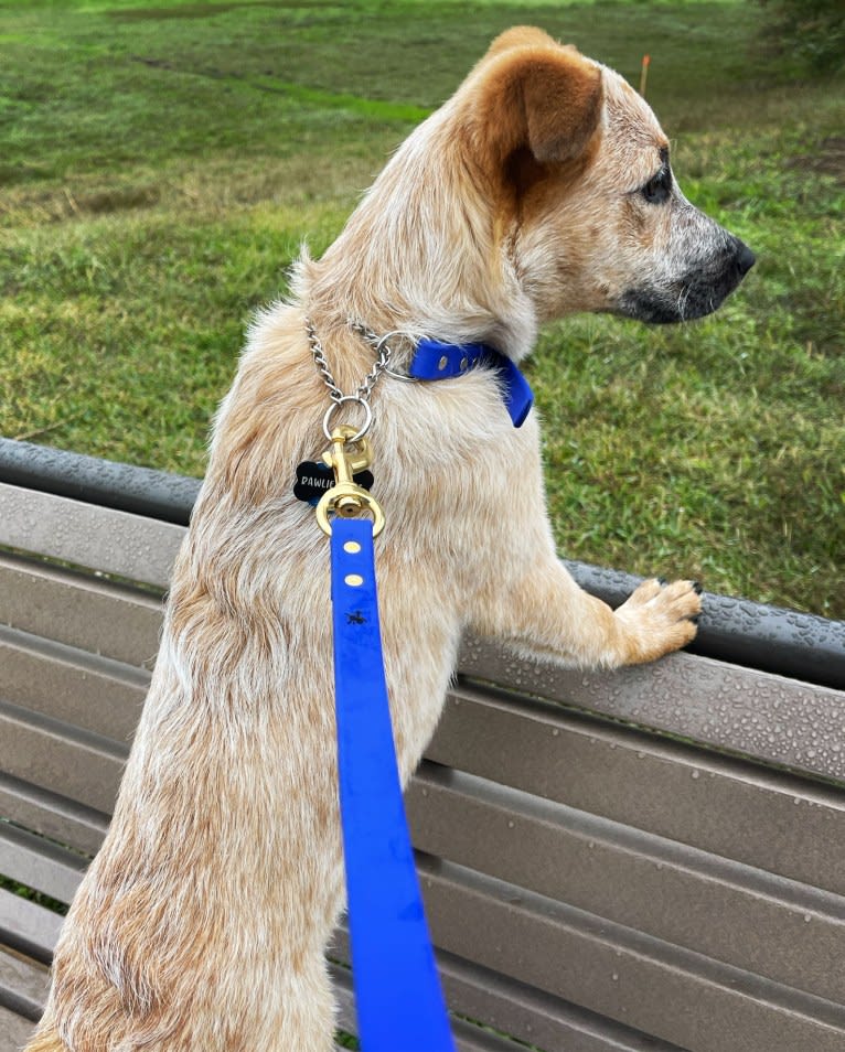 RAWLIE RIGGS, an Australian Cattle Dog and Poodle (Small) mix tested with EmbarkVet.com