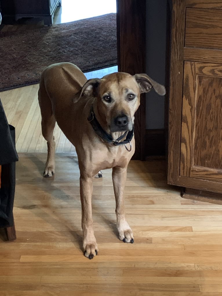 Daisy, a Rhodesian Ridgeback tested with EmbarkVet.com