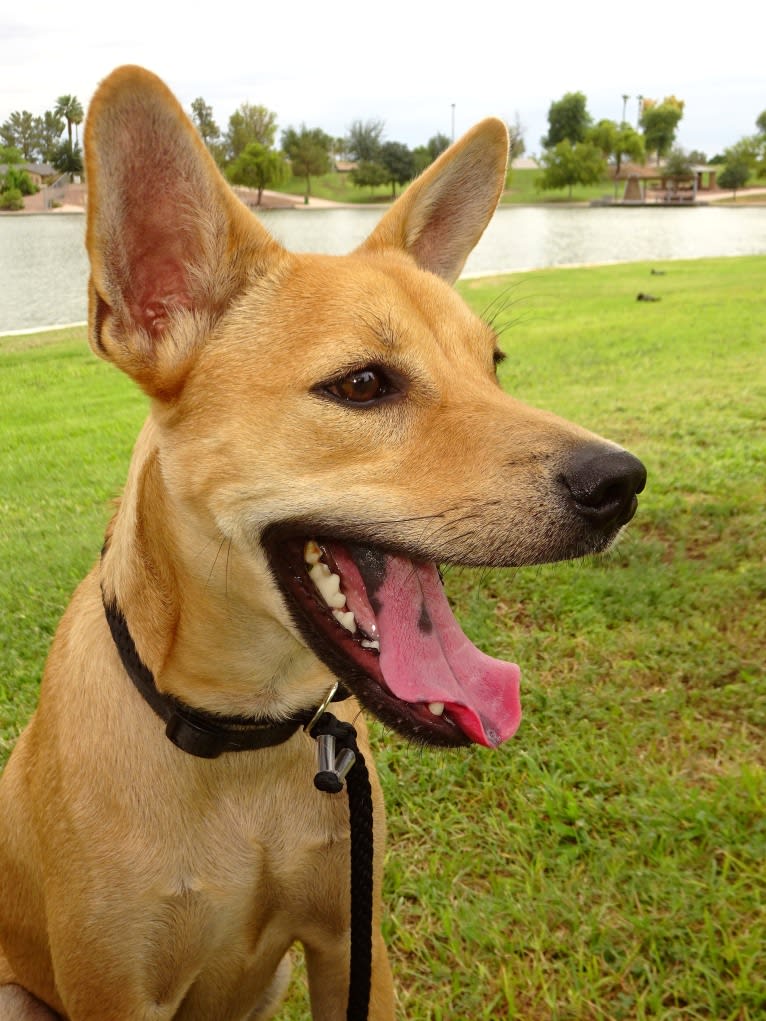 Bean, a Chow Chow and Chihuahua mix tested with EmbarkVet.com