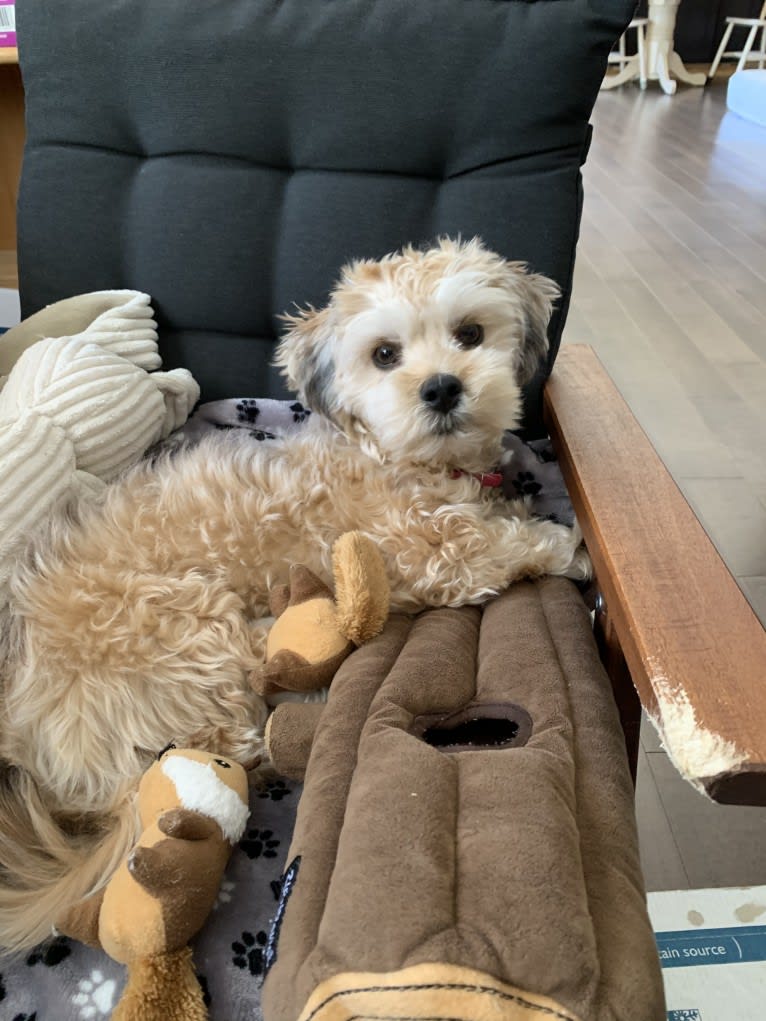 Gonta, a Yorkshire Terrier and Cocker Spaniel mix tested with EmbarkVet.com