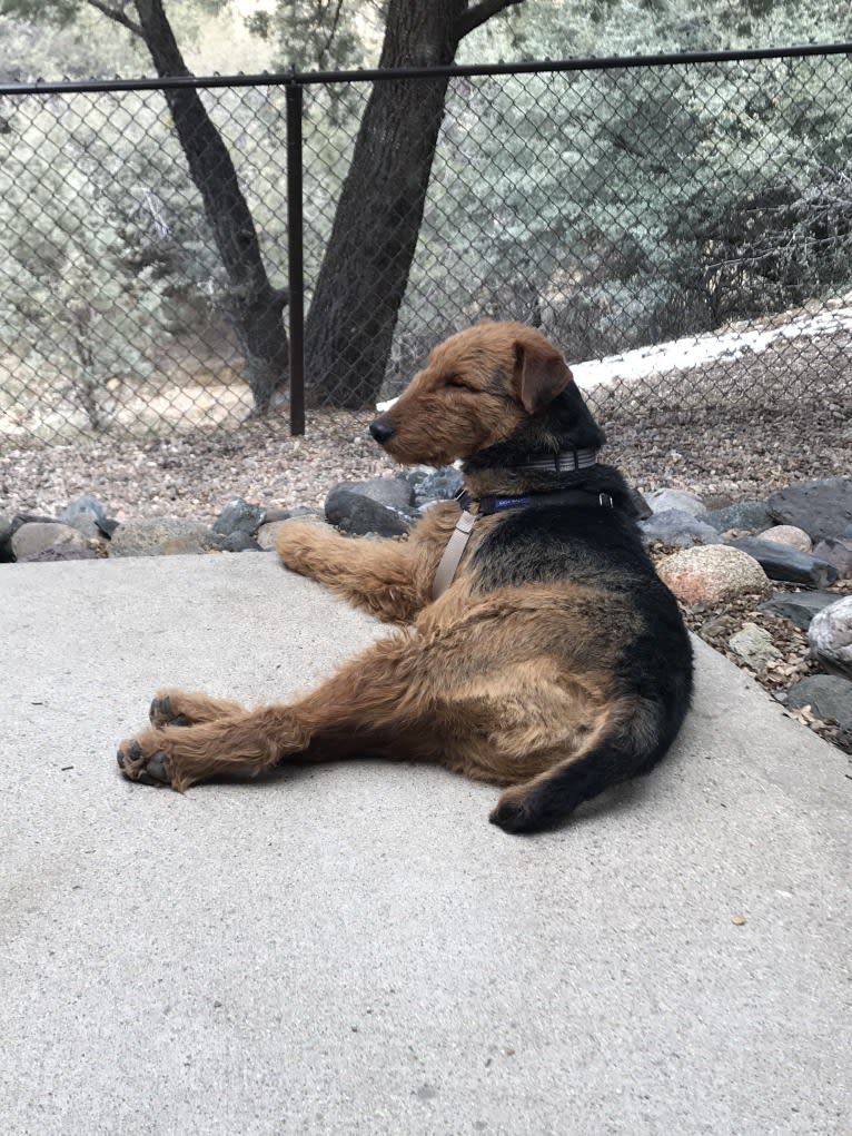 Winston, an Airedale Terrier tested with EmbarkVet.com