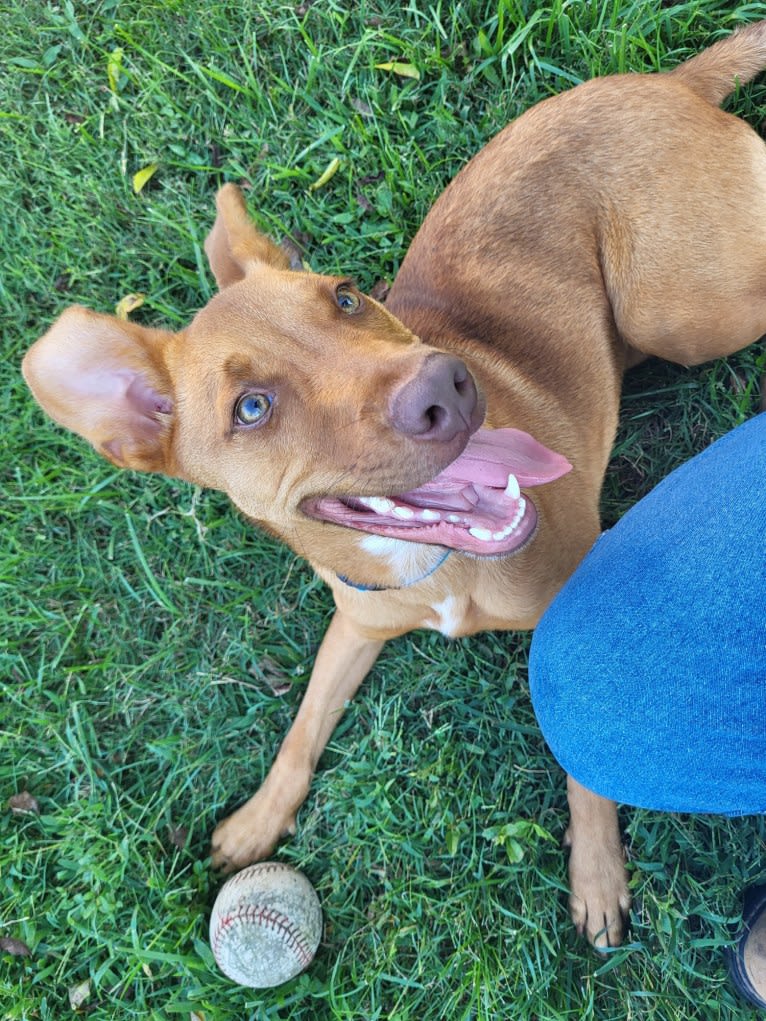 Miles Couper, an Australian Cattle Dog and American Pit Bull Terrier mix tested with EmbarkVet.com