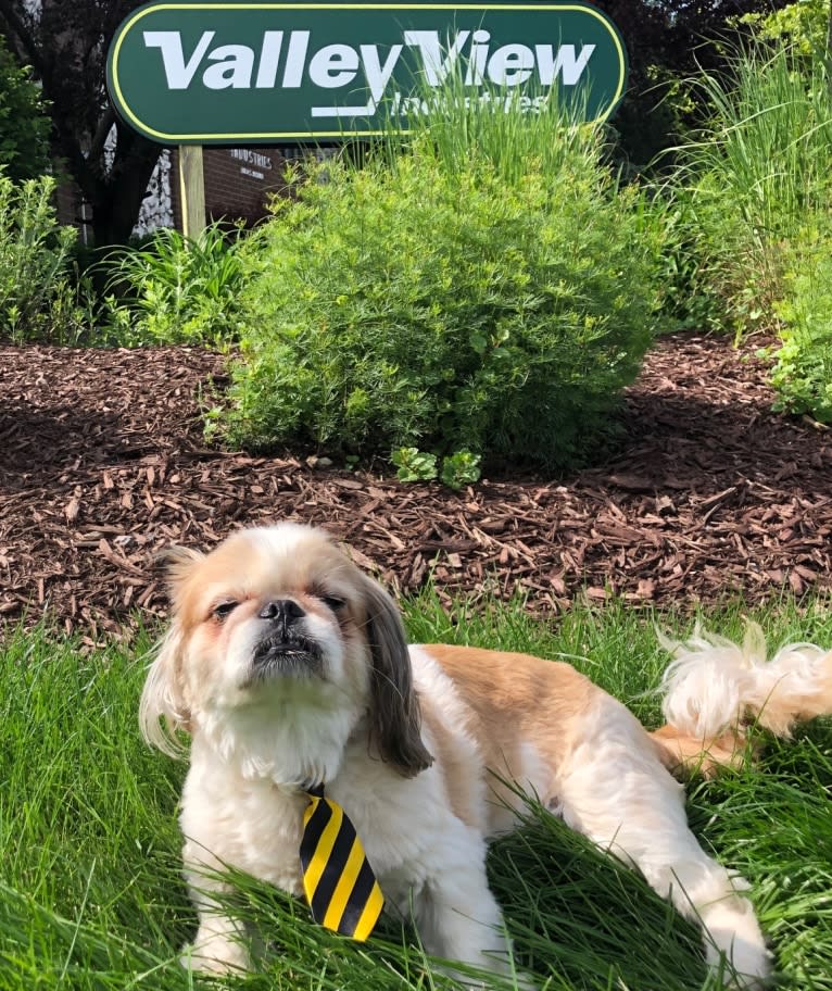 Baxter, a Pekingese and Japanese Chin mix tested with EmbarkVet.com