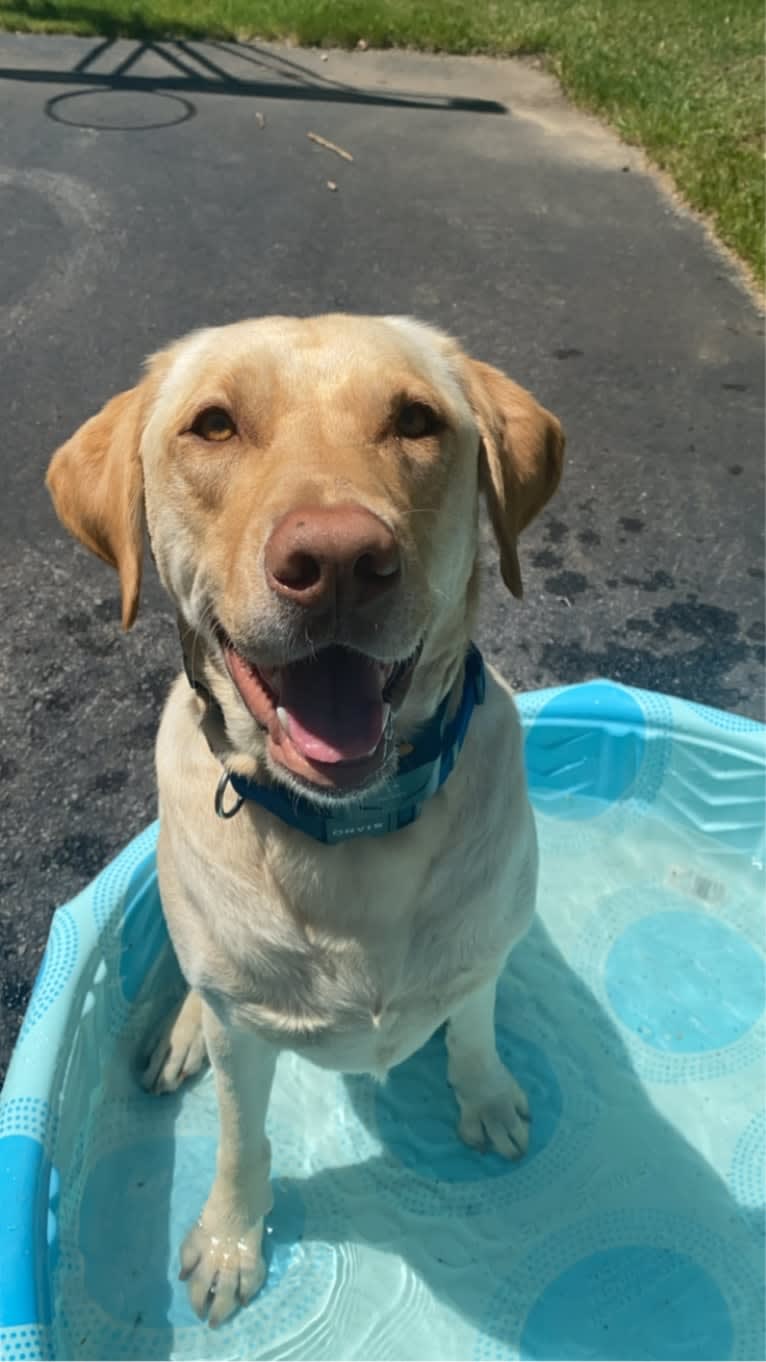 Gus, a Labrador Retriever tested with EmbarkVet.com