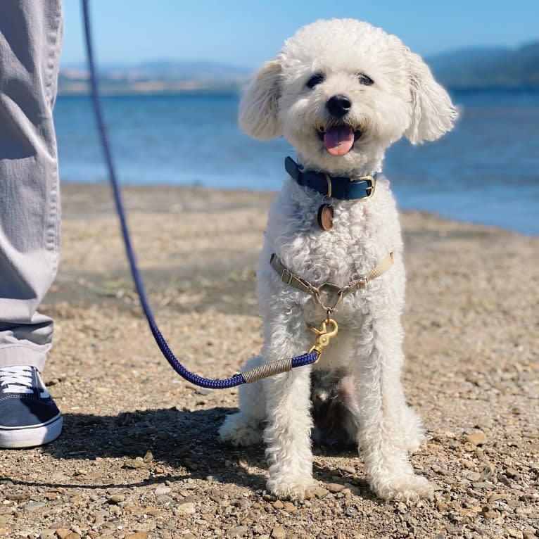 Phil, a Poodle (Small) and Lhasa Apso mix tested with EmbarkVet.com