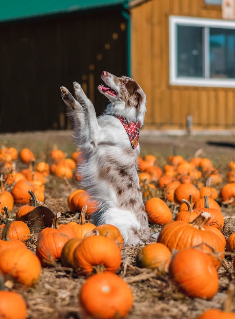Asher, a Border Collie tested with EmbarkVet.com
