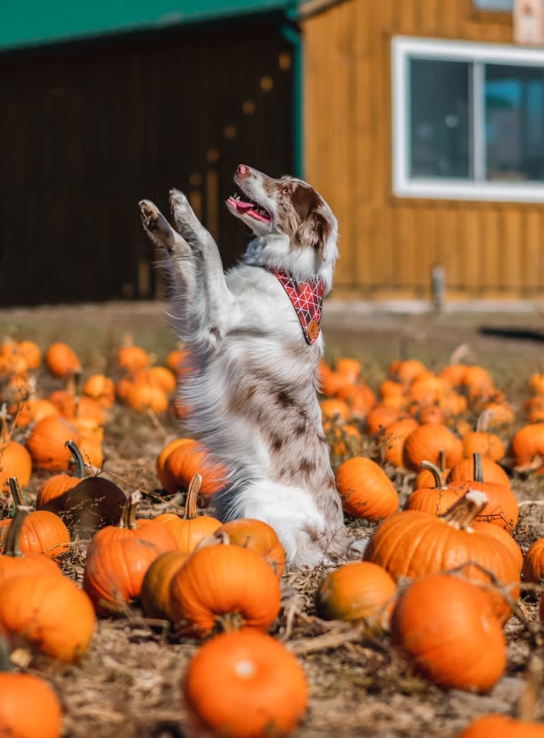 Spurs N Ashes, a Border Collie tested with EmbarkVet.com