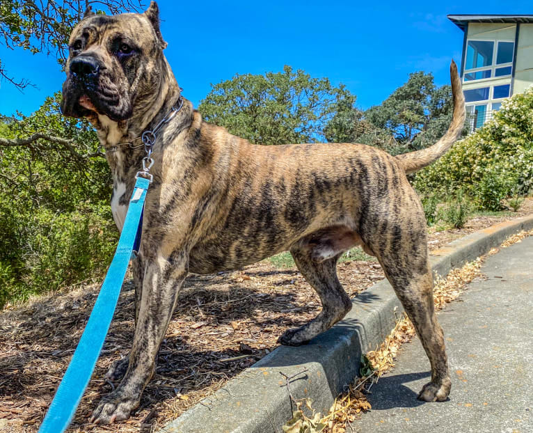 Koa, a Perro de Presa Canario tested with EmbarkVet.com